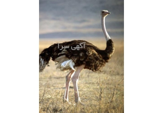 فروش شترمرغ 10 روزه کانادایی - طیور