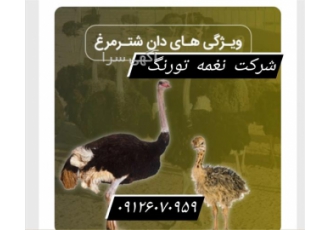 فروش دان شترمرغ - طیور