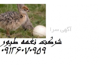 فروش عمده شترمرغ 15 روزه و یک ماهه - طیور