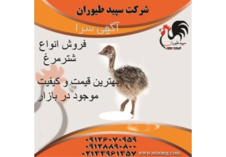 فروش شترمرغ گردن آبی کانادایی چهار ماهه - طیور
