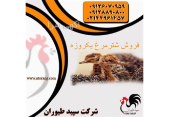 جوجه شتر مرغ یک روزه و یک ماهه طیور در تهران جوجه شتر مرغ یک روزه