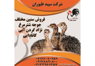 فروش جوجه شترمرغ-شتر مرغ گردن آبی-طیور
