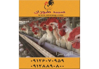 قیمت مرغ تخمگذار صنعتی ، فروش مرغ تخمگذار