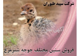شترمرغ پرورش شترمرغ تخصص ماست طیور در تهران شترمرغ پرورش شترمرغ تخصص