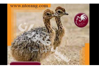 فروش شترمرغ - فروش شترمرغ یک ماهه - طیور