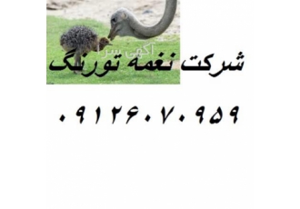 فروش جوجه شترمرغ یک روزه در تهران فروش شترمرغ یک روزه شترمرغ یک روزه