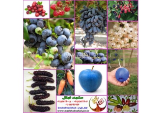 فروش نهال میوه خاص و کمیاب (وارداتی) و معمولی