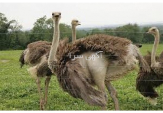 فروش عمده جوجه شتر مرغ طیور در تهران فروش عمده جوجه شتر مرغ طیور فروش