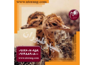 فروش شترمرغ ۴ ماهه قیمت و خرید شترمرغ طیور در تهران شترمرغ 4 ماهه