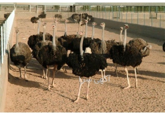 خرید و فروش شترمرغ پرواری - طیور