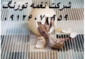 فروش جوجه شترمرغ یک روزه ، خرید شترمرغ یک روزه