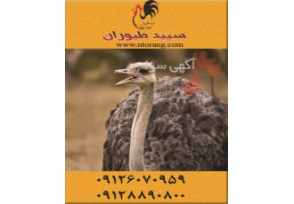 فروش شترمرغ پرواری ، فروش شترمرغ گوشتی قیمت مناسب