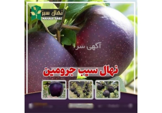 نهال سیب جرومین