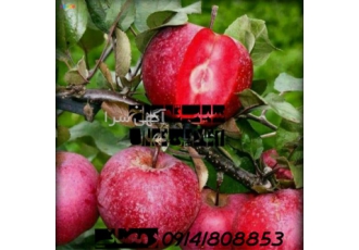 سیب خونی اصلاح شده در تهران فروش سیب خونی اصلاح شده با کیفیت سیب توسرخ