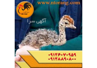 خرید و فروش شترمرغ در سنین مختلف،  طیور