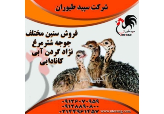 فروش جوجه شترمرغ انواع نژادها طیور در تهران فروش جوجه شترمرغ انواع