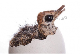 فروش جوجه شترمرغ ۱ ۵ تا سه ماهه در تهران فروش جوجه شترمرغ 1 15 تا سه