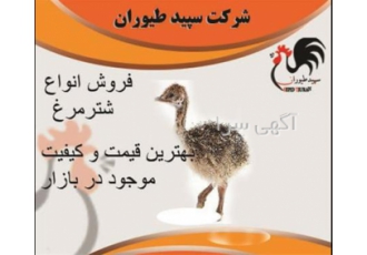 فروش جوجه شترمرغ ۳ ماهه ارسال به تمام نقاط طیور در تهران فروش جوجه
