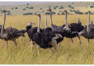 فروش جوجه شترمرغ در سنین مختلف و کیفیت بالا طیور در تهران فروش جوجه