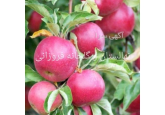 فروش نهال سیب پیوندی سرخ (قرمز)