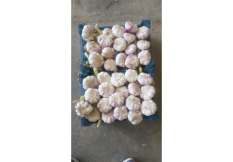 فروش سیر کالباس وسیر مروارید سیر وصیفی جات تابش تابش فروش