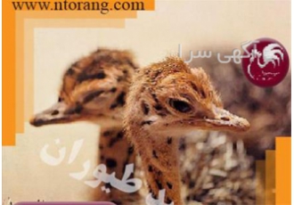مولد شترمرغ فروش ویژه جوجه شترمرغ طیور در تهران مولد شترمرغ فروش