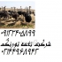 قیمت فروش جوجه شترمرغ نغمه طیور در تهران قیمت فروش جوجه شترمرغ نغمه