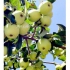 ارائه نهال سیب سبز پیوندی گلدانی green apple در ساری ارائه نهال سیب سبز