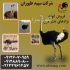 فروش جوجه شترمرغ بیست روزه فروش جوجه شتر مرغ در تهران فروش جوجه