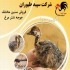جوجه شترمرغ جوجه شترمرغ ۳ ماهه طیور در تهران جوجه شترمرغ جوجه