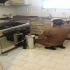 سمپاشی سوسک بصورت تضمینی در اصفهان سمپاشی سوسک موریانه سمپاشی محل کار