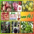فروش نهال سیب گلاب در مشهد فروش نهال میوه سیب گلاب سیب گلاب دارای حجم
