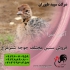 مولد شترمرغ جوجه شترمرغ یک روزه و مولد طیور در تهران مولد شترمرغ