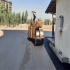 آسفالت کاری انجام آسفالت فروش تراشه پخش آسفالت در کرج آسفالت کاری انجام