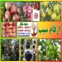فروش نهال سیب گلدن دلیشز در مشهد فروش نهال میوه سیب گلدن دلیشز زرد سیب