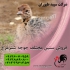 فروش جوجه شترمرغ ۱۰ روزه شترمرغ ۴۵ روزه طیور در تهران فروش جوجه