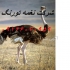 فروش شتر مرغ یک ماهه پرورای مولد پیش مولد در تهران فروش شترمرغ یک ماهه