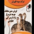 فروش شترمرغ فروش جوجه شترمرغ یک روزه طیور در تهران فروش شترمرغ فروش