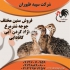 فروش شترمرغ گردن آبی فروش جوجه شتر مرغ طیور در تهران فروش شترمرغ