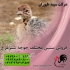 فروش جوجه شترمرغ ۱۰ روزه خرید شترمرغ پرواری در تهران جوجه شترمرغ 10