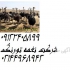 فروش شترمرغ گردن آبی قیمت شتر مرغ گردن آبی در تهران فروش شترمرغ گردن
