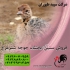 فروش عمده جوجه جوجه شترمرغ طیور در تهران فروش عمده جوجه جوجه شترمرغ