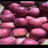 عرضه نهال سیب سفید و سیب قرمز در میاندوآب عرضه و فروش نهال سیب
