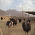 صادرات شترمرغ برای افغانستان در تهران فروش جوجه شترمرغ برای افغانستان