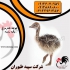 فروش جوجه شترمرغ شرکت سپید طیوران طیور در تهران فروش جوجه شترمرغ