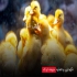 فروش اردک محلی ۲ماه هستن تغذیه عالی طیور در تهران شرکت نمونغمه