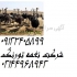 فروش وپرورش پرورش شترمرغ پرواری طیور در تهران شناخت نژادهای شترمرغ