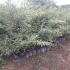 ارائه نهال های متنوع گلدانی درخت سیاه ریشه درجه یک در ساری ارائه نهال