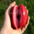 فروش نهال سیب تو سرخ پیوندی در ساری نام لاتین سیب توسرخ red love apple