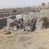 قیمت جوجه شترمرغ یک ماهه فروش جوجه شترمرغ در تهران قیمت جوجه شترمرغ